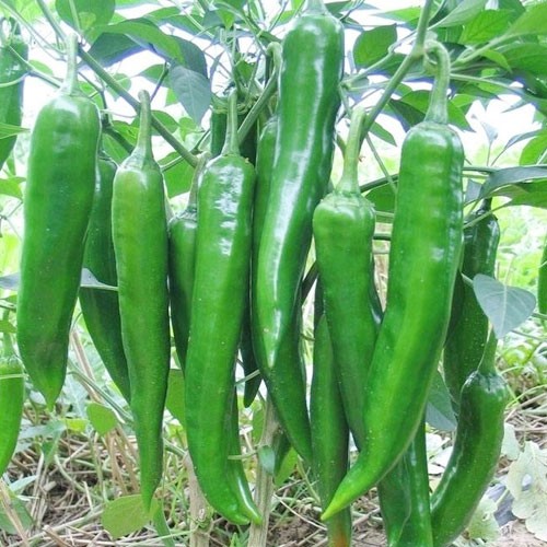 辣椒使用效果